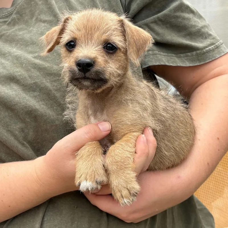 A baby small-sized male Cairn Terrier dog named Oogie for adoption in Brentwood, CA