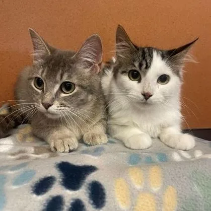 A baby small-sized female Tabby (Gray / Blue / Silver) Domestic Short Hair cat named Gretel for adoption in Rochester, MN