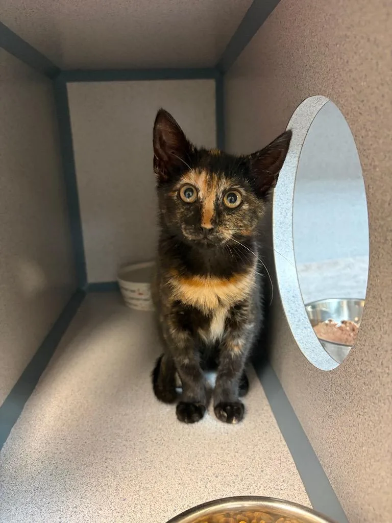 A baby small-sized female Domestic Short Hair cat named Poof for adoption in Liverpool, NY