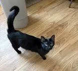 An adult medium-sized female Black Domestic Short Hair cat named Amora for adoption in Manitowoc, WI