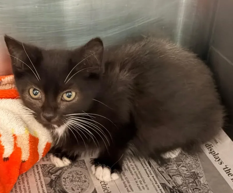 A baby medium-sized female Domestic Short Hair cat named Xero for adoption in Cincinnati, OH