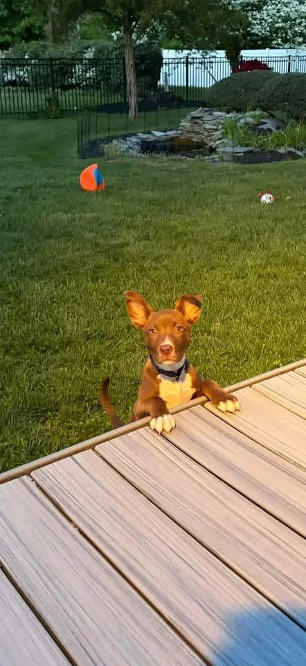 Cane