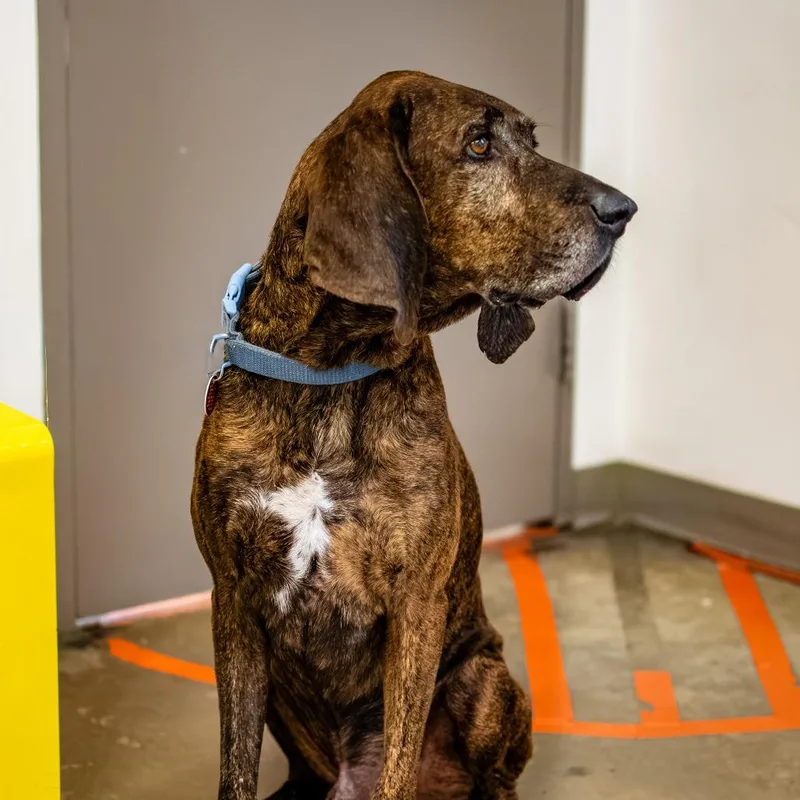 An adult large-sized male Brindle Mixed Breed dog named Theo for adoption in Houston, TX