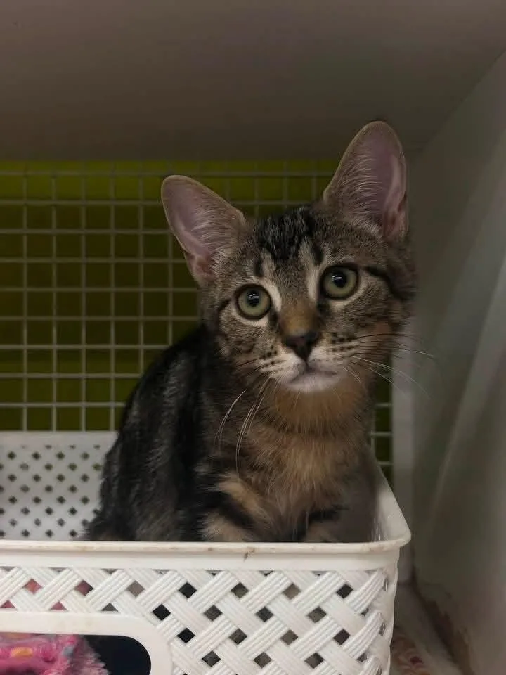 A young medium-sized male Domestic Short Hair cat named Wyatt for adoption in Sicklerville , NJ