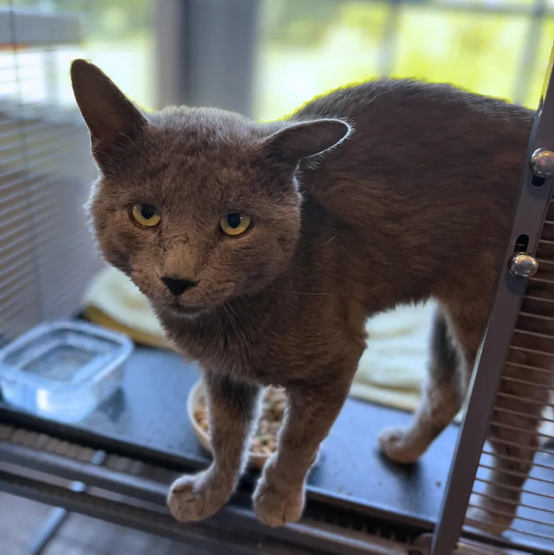 An adult medium-sized male Gray / Blue / Silver Domestic Short Hair cat named Rosco for adoption in Seville, OH