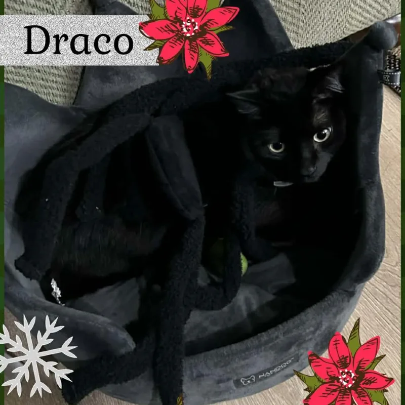 An adult small-sized male Black Domestic Short Hair cat named Draco Davis for adoption in Eagle Mountain, UT