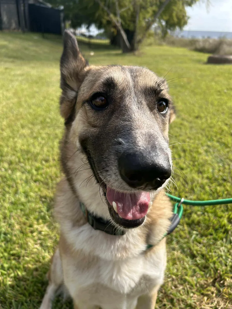 An adult large-sized female Shepherd dog named Abigale for adoption in Spring, TX