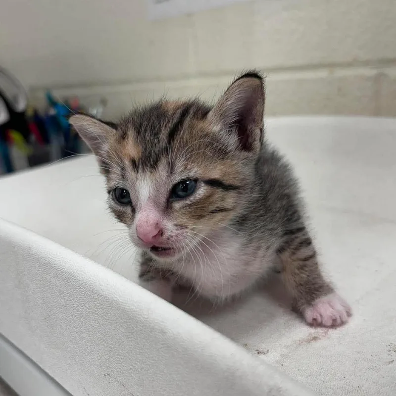 A baby small-sized female Brown / Chocolate Domestic Short Hair cat named Flower for adoption in Bastrop, TX