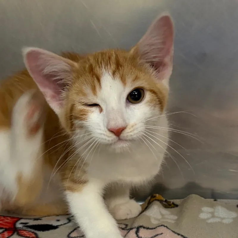 A baby small-sized male White Domestic Short Hair cat named Able for adoption in Newark, NJ