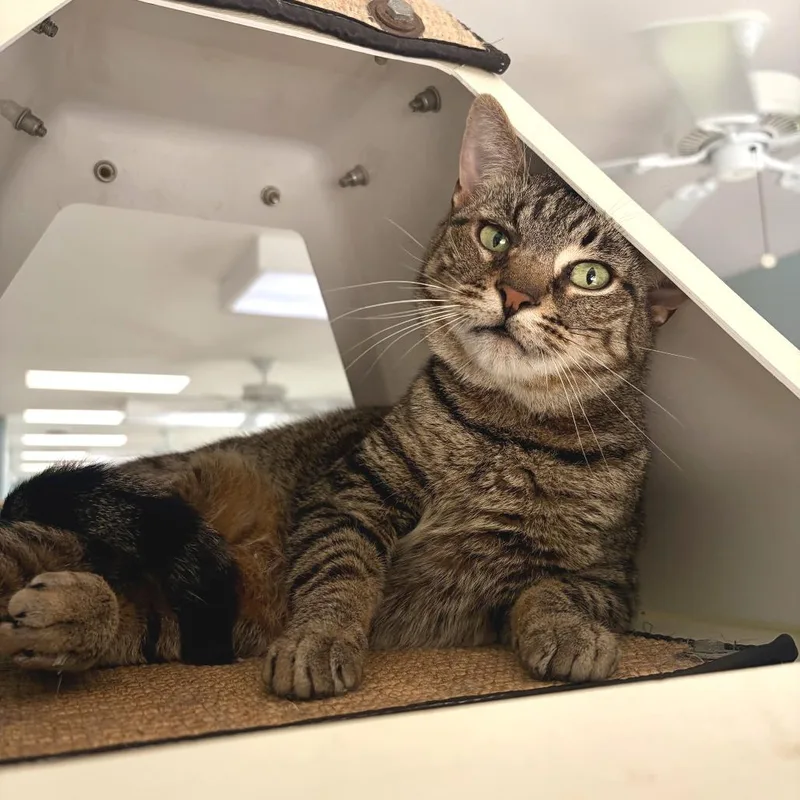 An adult medium-sized male Buff / Tan / Fawn Domestic Short Hair cat named Bilbo for adoption in Deerfield, IL