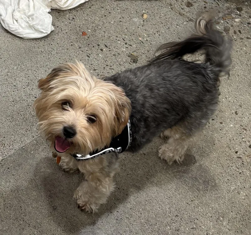 A young small-sized female Gray / Blue / Silver Yorkshire Terrier dog named Ophelia for adoption in Thousand Oaks, CA