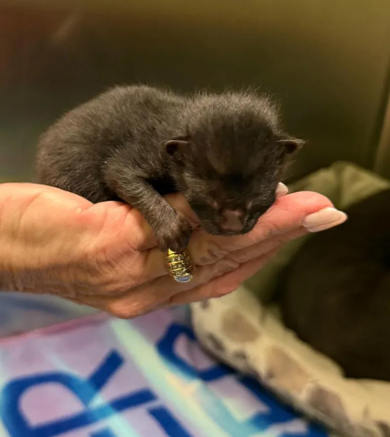 A baby small-sized male Domestic Short Hair cat named Walter for adoption in La Porte, IN