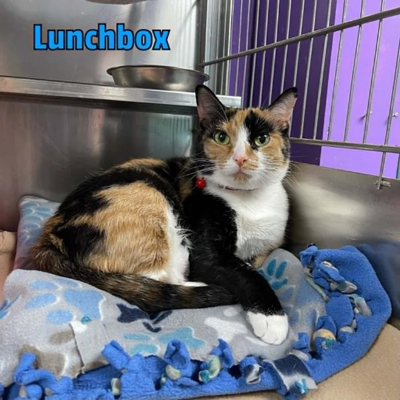 Lunchbox