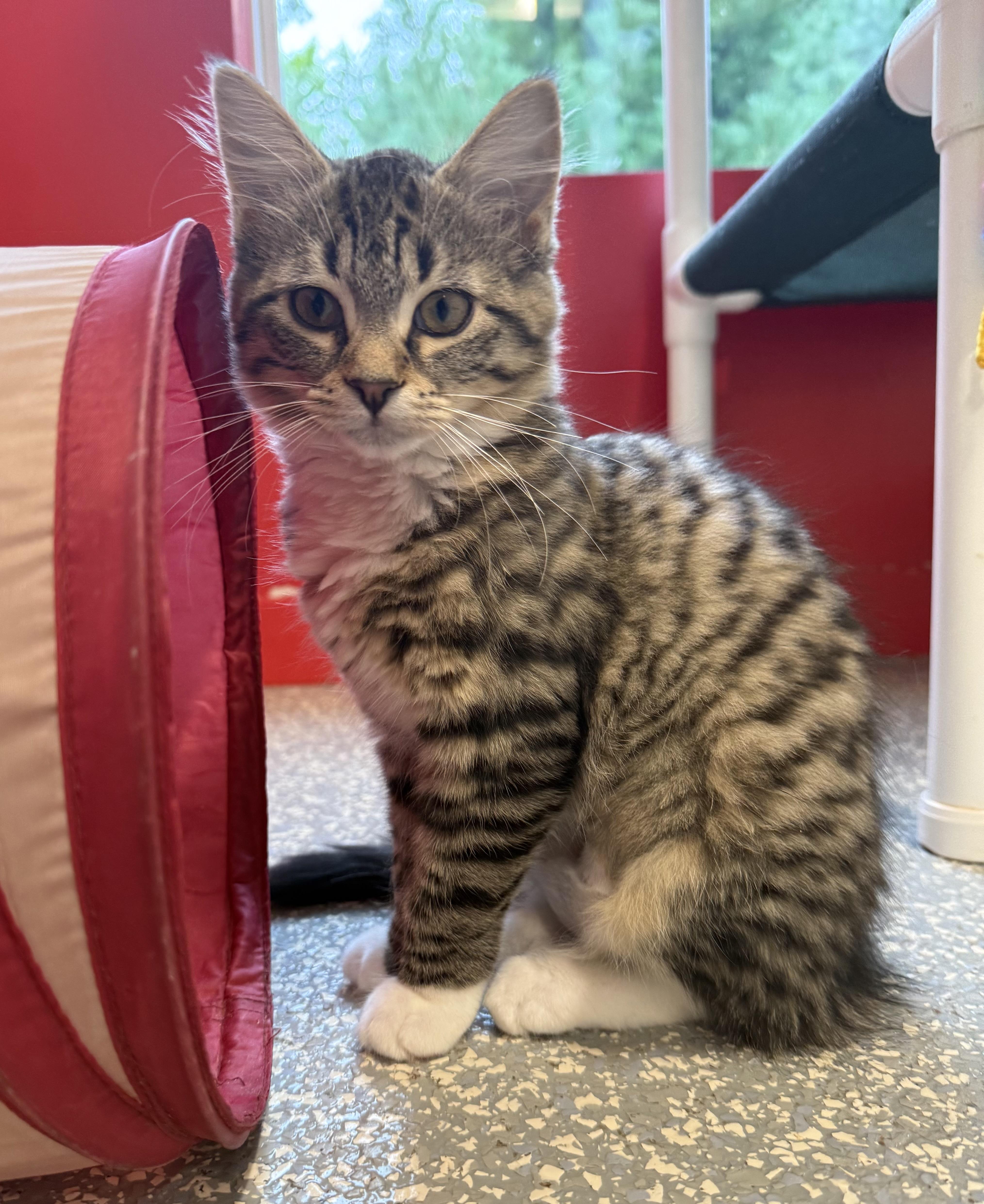 A baby small-sized female Tabby (Buff / Tan / Fawn) Domestic Short Hair cat named Lola for adoption in North Haven, CT