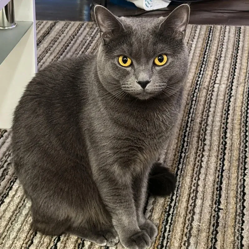 Sterling