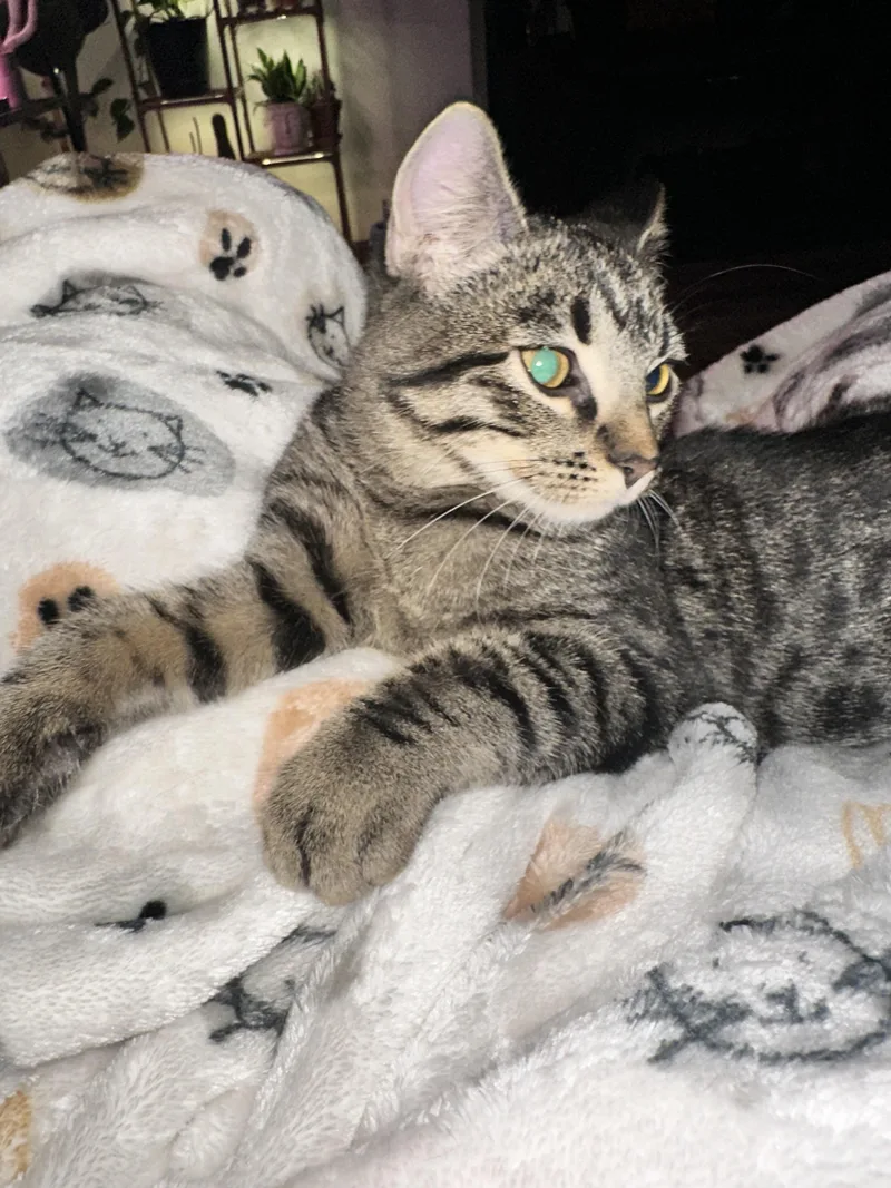 A young medium-sized female Tabby (Brown / Chocolate) Domestic Short Hair cat named Willow for adoption in North Platte, NE