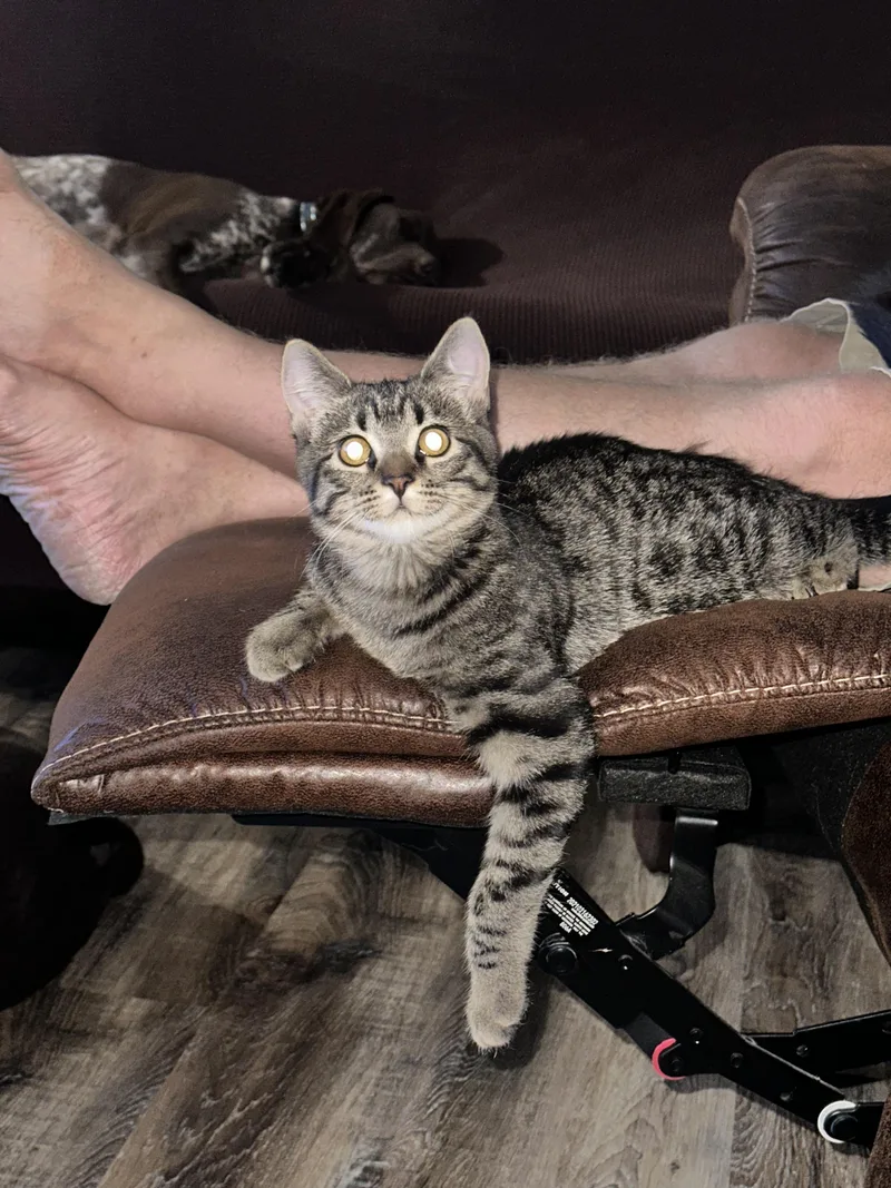 Willow thumbnail 4