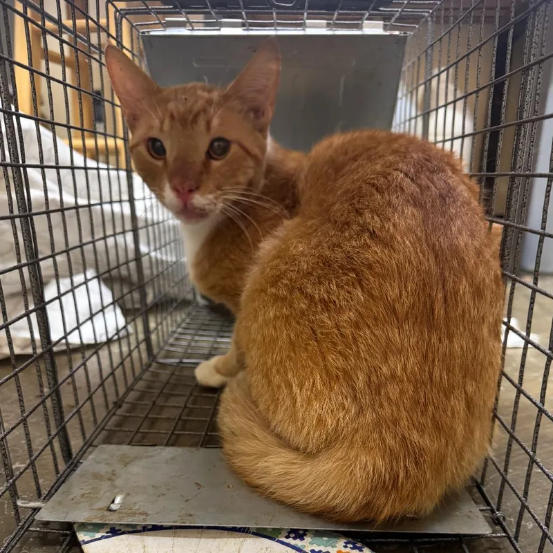 An adult large-sized male Orange / Red Domestic Short Hair cat named Feral Fanta for adoption in Corinth, MS