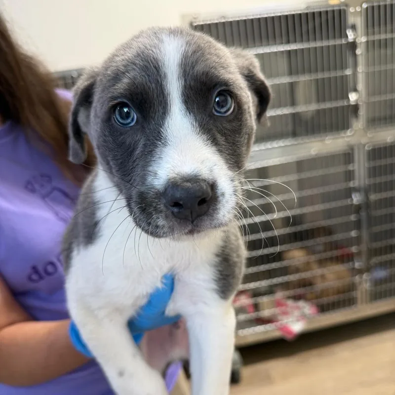 A baby large-sized male Mixed Breed dog named Upton for adoption in Cumming, GA