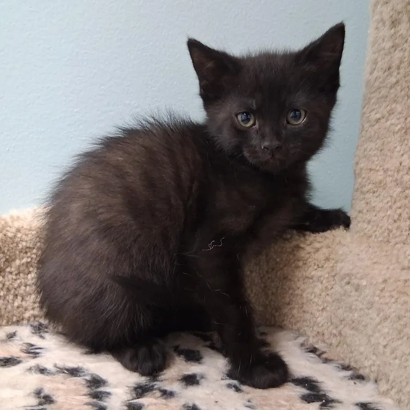 A baby small-sized male Black Domestic Medium Hair cat named Sam for adoption in Middlebury, VT