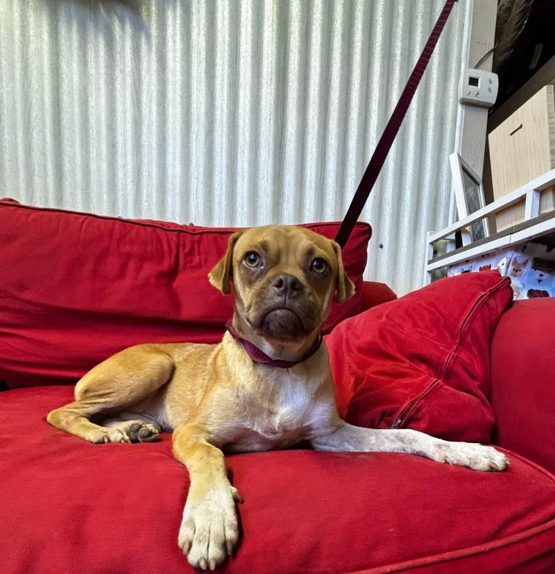 A young small-sized male Pug dog named Bud for adoption in Luling, TX