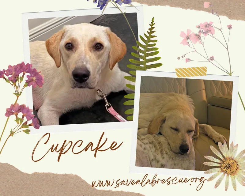 A young medium-sized female Yellow / Tan / Blond / Fawn Labrador Retriever dog named Cupcake for adoption in Middletown, RI