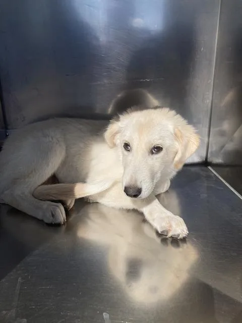 A baby large-sized female Mixed Breed dog named Mia for adoption in Dallas, TX