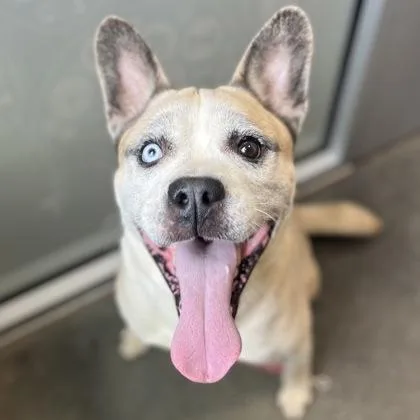 An adult medium-sized male Mixed Breed dog named Frijol for adoption in Janesville, WI