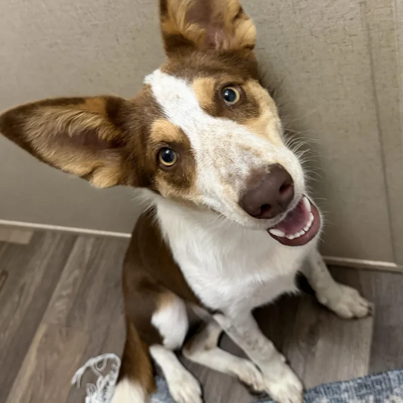 A young medium-sized female Australian Shepherd dog named Briley for adoption in Chicopee, MA
