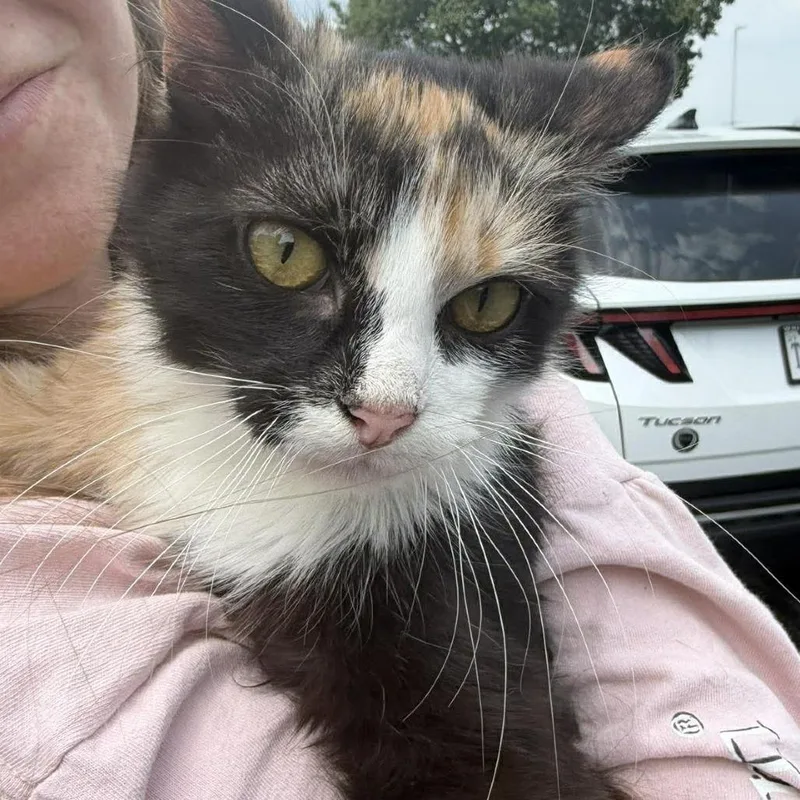 An adult medium-sized female Calico Domestic Medium Hair cat named Tessie for adoption in Rocky Mount, VA