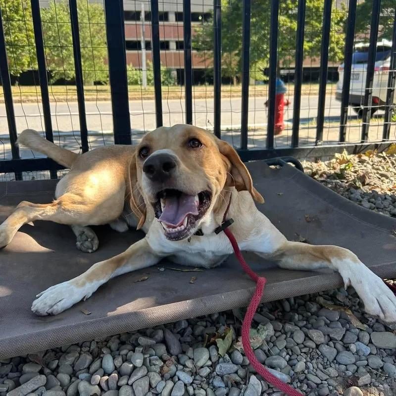A young medium-sized male Hound dog named Mac for adoption in Buffalo, NY