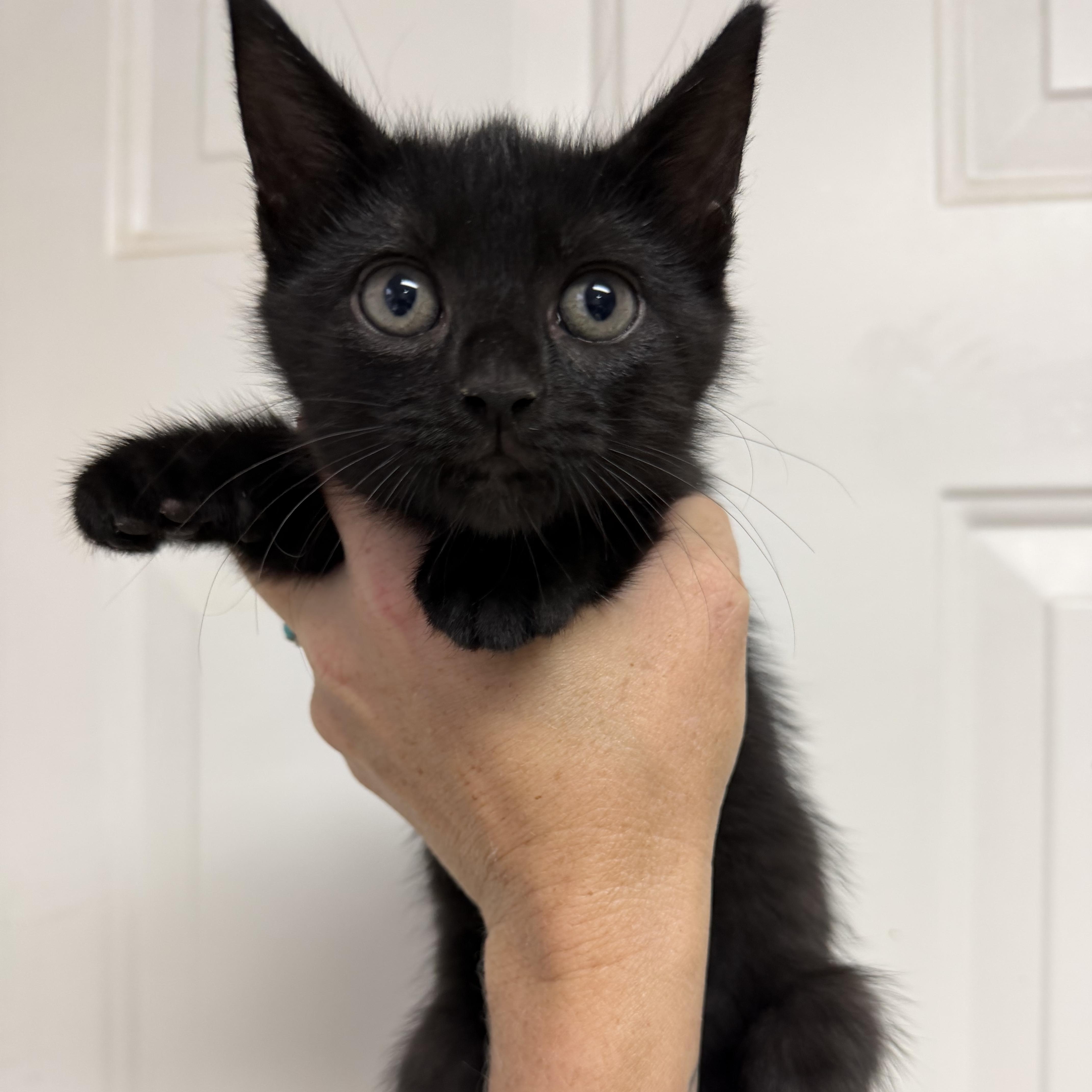 A baby medium-sized female Domestic Short Hair cat named Apple Cider for adoption in Columbia, SC