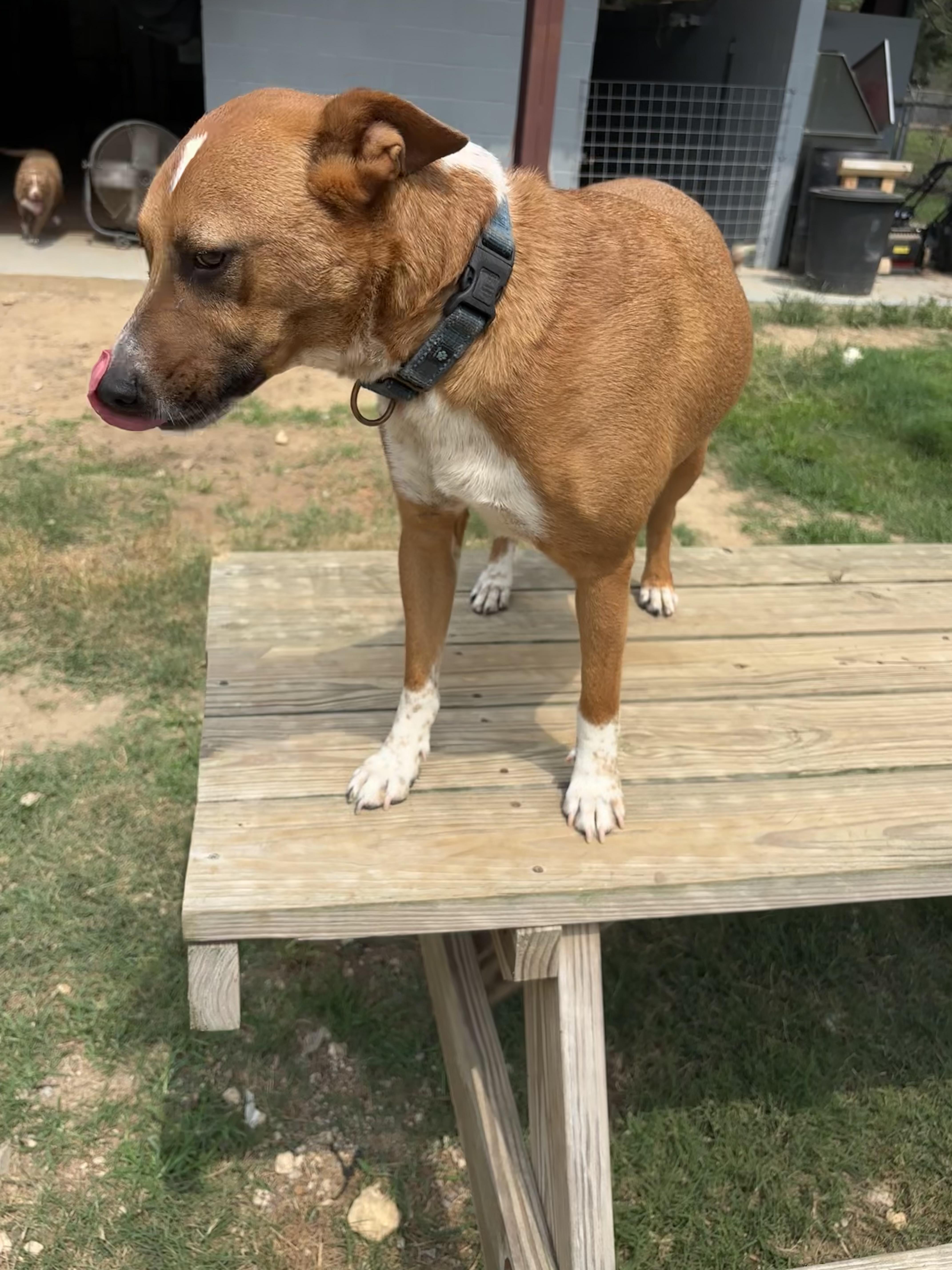 An adult medium-sized male Yellow / Tan / Blond / Fawn Mixed Breed dog named Roy for adoption in Coldspring, TX
