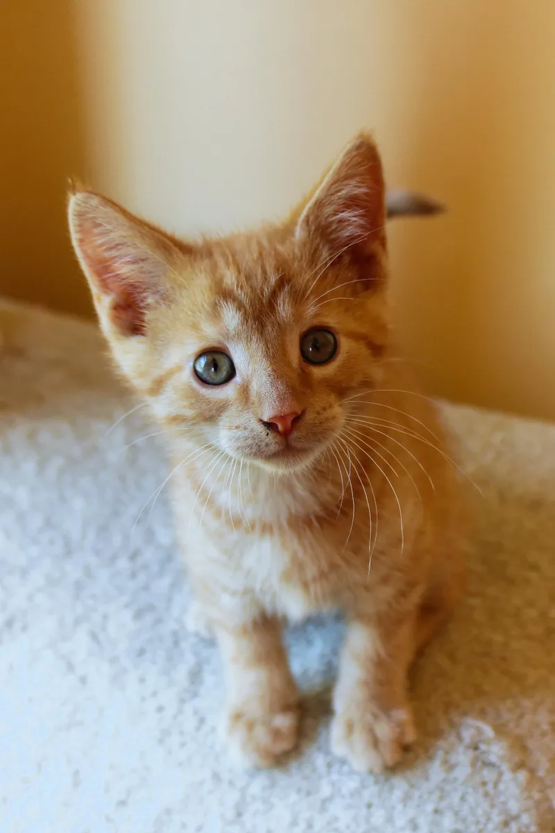 A baby medium-sized male Tabby (Orange / Red) Domestic Short Hair cat named Cedar for adoption in Urbana, OH