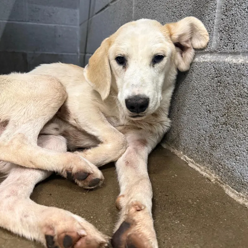 A young small-sized male Mixed Breed dog named Sprite for adoption in Corbin, KY