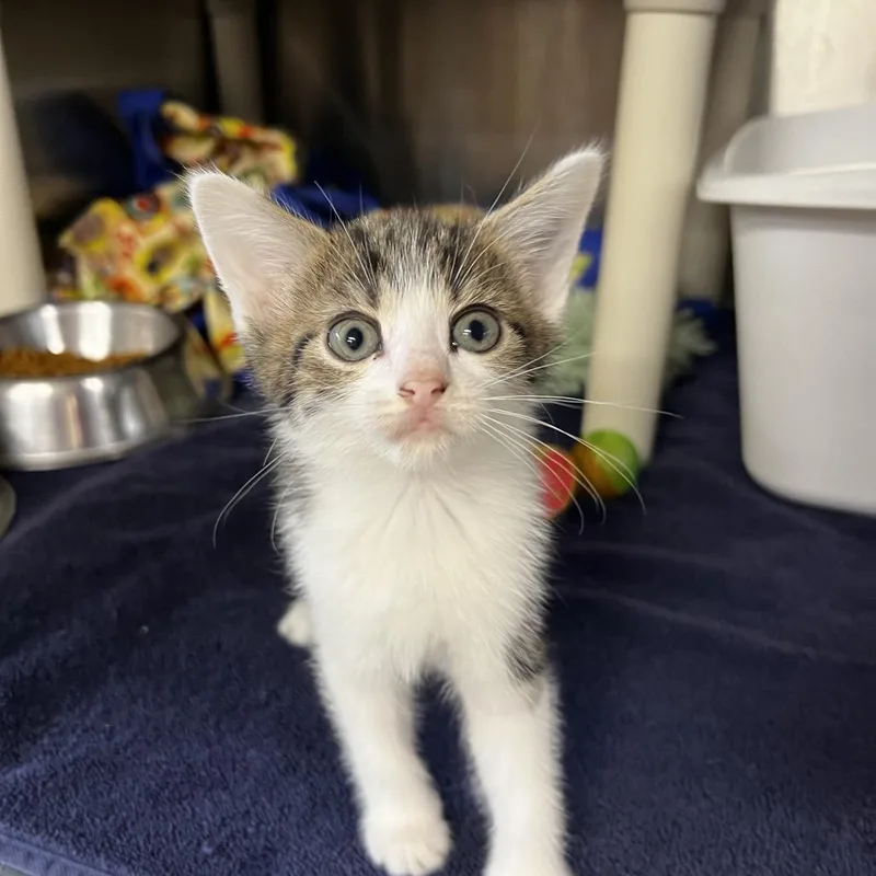 A baby small-sized female White Domestic Short Hair cat named Francis for adoption in Harrisville, WV