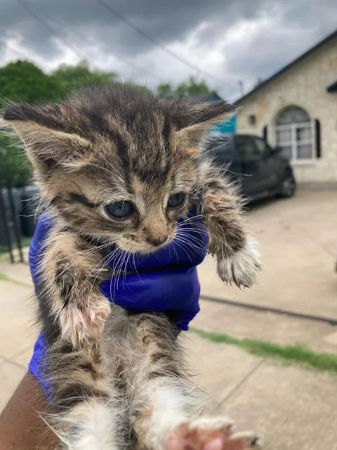 A baby small-sized female Domestic Short Hair cat named Tiana for adoption in Dallas, TX