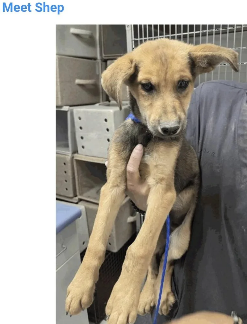 A baby medium-sized male Husky dog named Shep for adoption in Salt Lake City, UT