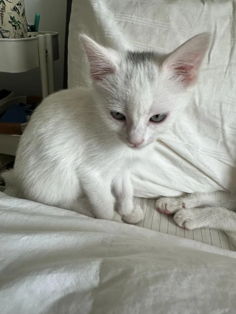 A baby small-sized female Domestic Short Hair cat named Amelia for adoption in Hyde Park, NY
