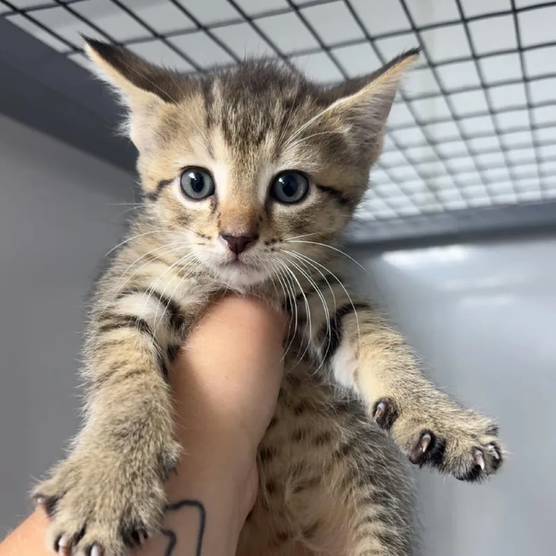 A baby small-sized female Buff / Tan / Fawn Domestic Short Hair cat named Chino for adoption in Shelbyville, IL