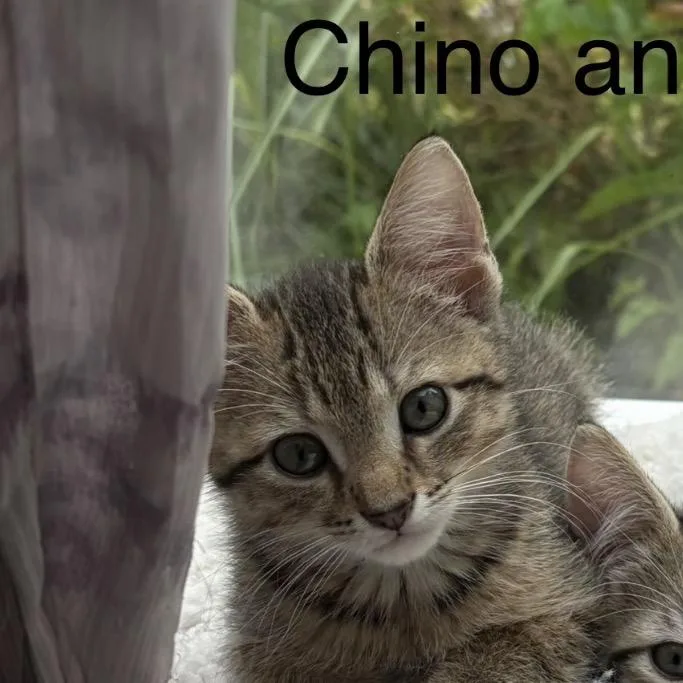 Chino thumbnail 2