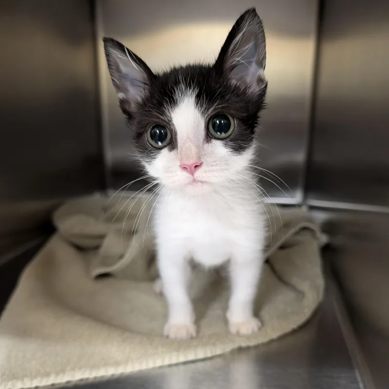 A baby medium-sized male Black & White / Tuxedo Domestic Short Hair cat named Wesley for adoption in Accident, MD