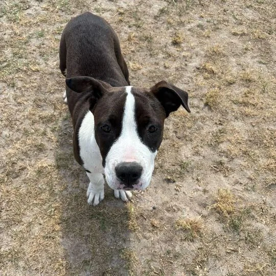 Buster thumbnail 3