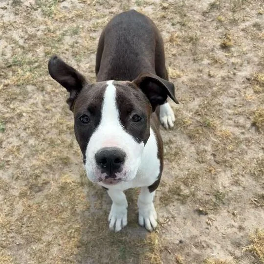 Buster thumbnail 4