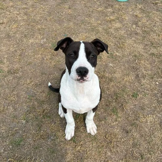Buster