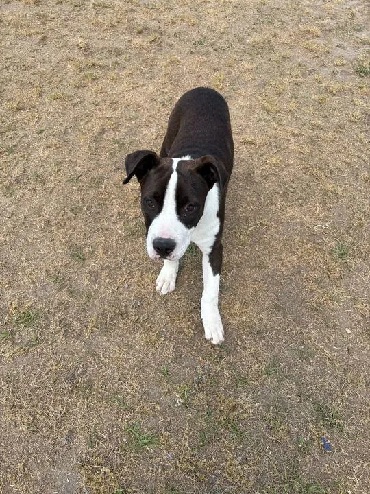 Buster thumbnail 5