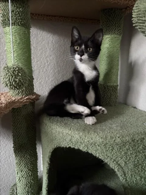 Norbert