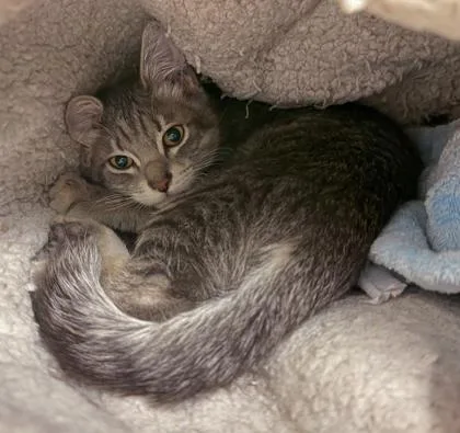 A baby medium-sized male Domestic Short Hair cat named King for adoption in Baraboo, WI