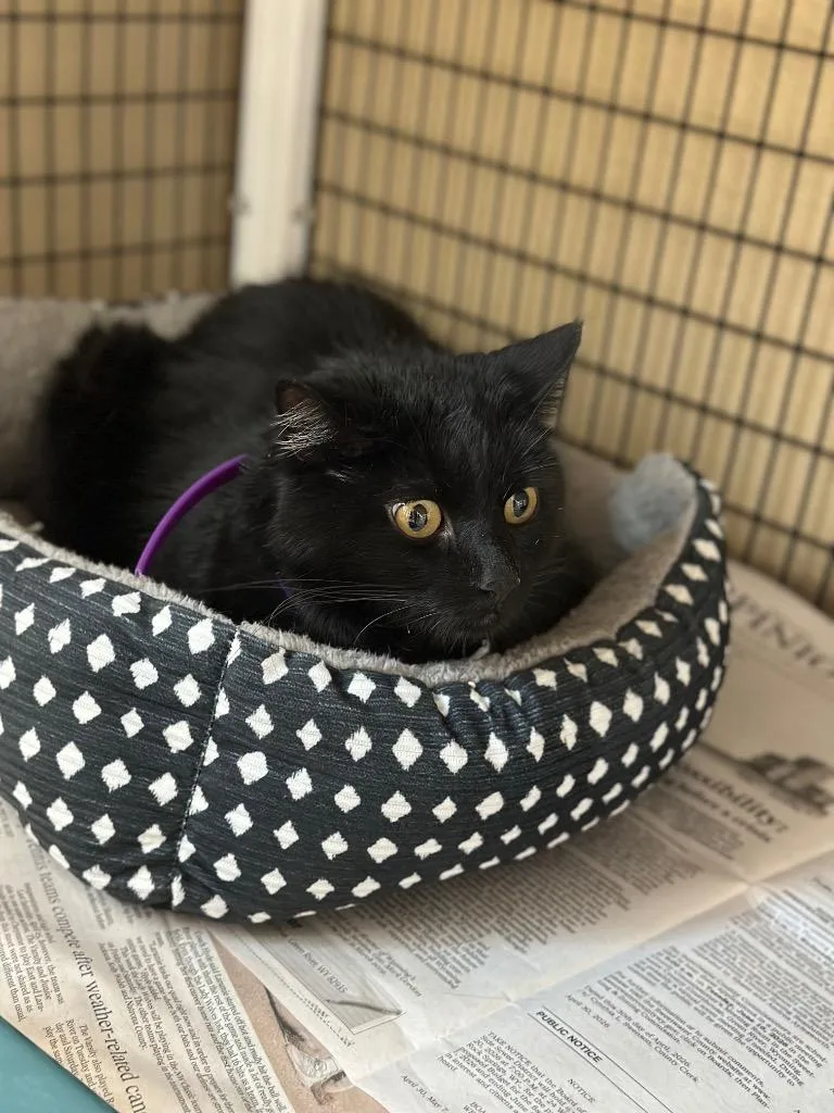 Apollo