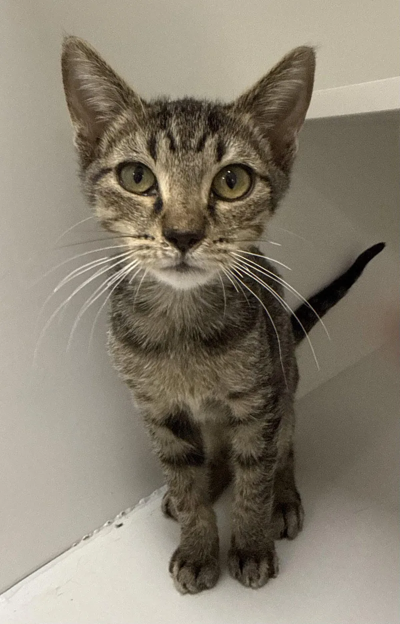 A young medium-sized male Domestic Short Hair cat named Barli for adoption in Satellite Beach, FL
